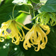 Ylang Ylang